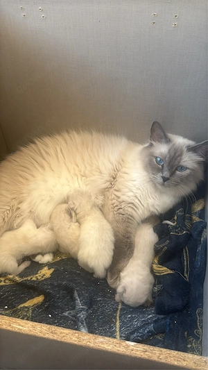 Süße Heiligebirma kitten suchen in 10 wochen ihr neues Heim