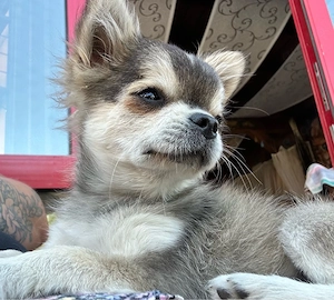 Pomchi Junghund 
