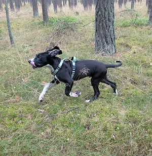 Deutsche Dogge Rüde 5 Monate 