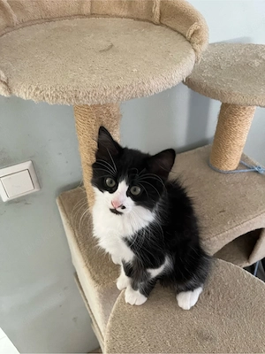 Kitten Babykatzen