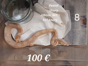 Boa Constrictor Sharp Albino Jungle