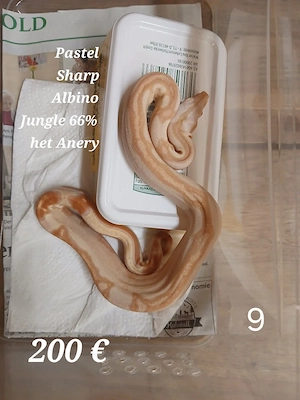 Boa Constrictor Imperator Sharp Albino 