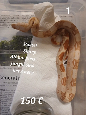 Boa Constrictor Imperator Scharp Albino