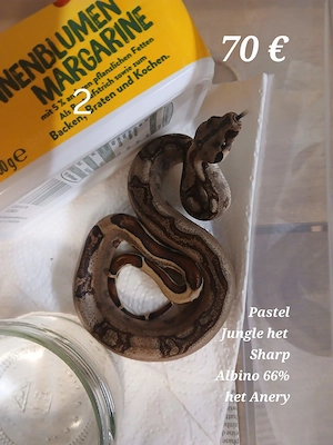 Boa Constrictor Imperator Sharp Albino
