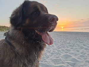 Suchen Zweithund -Berner Sennenhund , Leonberger, Neufundländer 