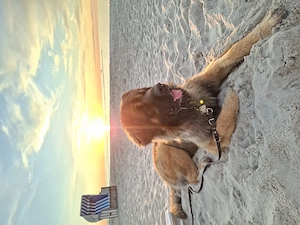 Suchen Zweithund -Berner Sennenhund , Leonberger, Neufundländer  Bild 2