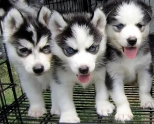 Siberian Husky Welpen mit Papieren 