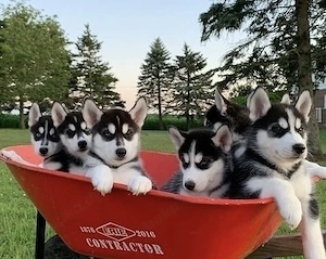Siberian Husky Welpen 