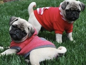 Mops Welpen 