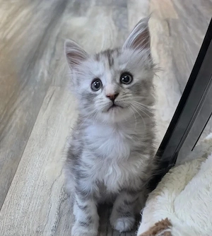 Atemberaubende Maine Coon-Kätzchen suchen liebevolle Wohnungen im Haus**