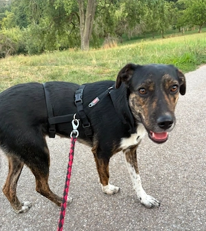 Sally, 8 Monate, wird ca. 50 cm