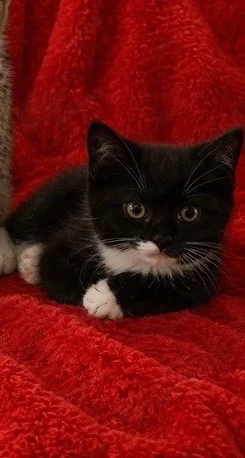 BKH-Mix Tuxedo Kitte  Männchen mit Lieferung