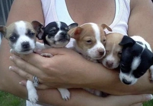 Chihuahua Welpen 