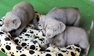 Silber Labrador Welpen mit Papieren