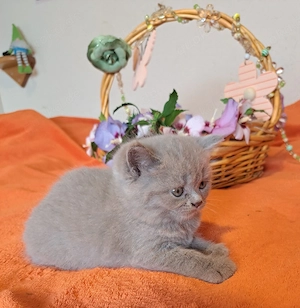 Wunderschöne BKH Kitten in Lilack suchen ein liebevolles Zuhause