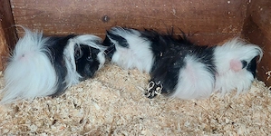 Meerschweinchen abzug