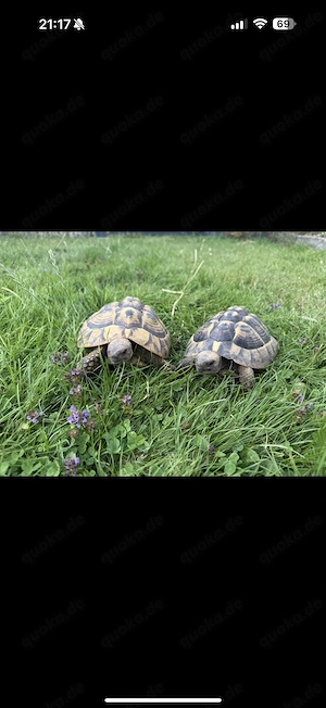 Griechische Landschildkröten zu verkaufen 