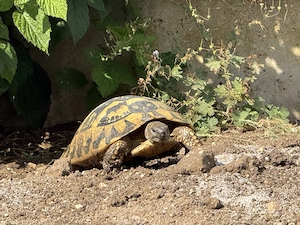 Griechische Landschildkröten zu verkaufen 