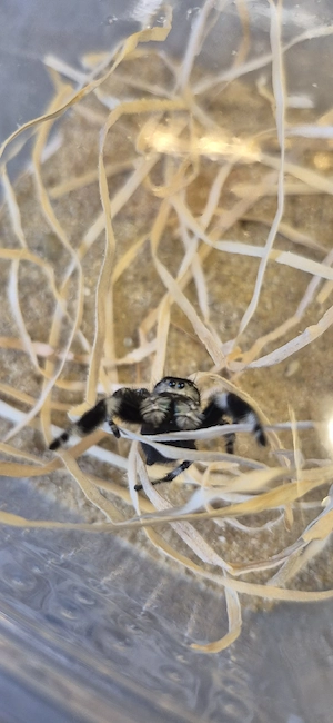Phidippus regius Apalachicola  Springspinnen 