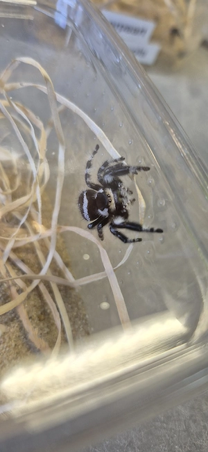 Phidippus regius Apalachicola 