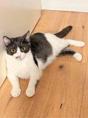 europäische Katze