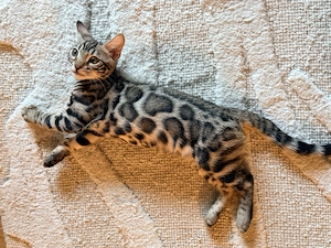 Zauberhafte Bengal kitten aus liebevoller Zucht