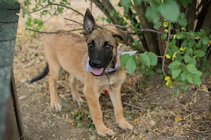 Chip 278125 - Schäferhundwelpe ist auf der Suche