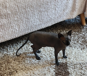 Süßes Sphynx Mädchen 