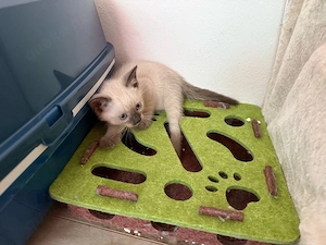 siam katzen babys nur jungs
