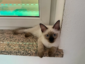 siam katzen babys 