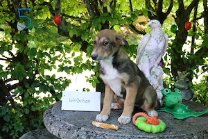 Welpe, Hund, Mischling