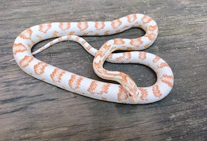 1.1 Pantherophis guttatus high white Zucht paar