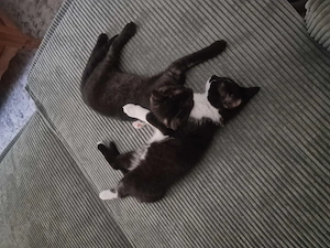2 Kitten geimpft, entwurmt zusammen 