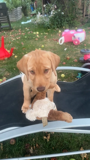 Reinrassiges Labrador-Mädchen sucht liebevolles, erfahrenes Zuhause