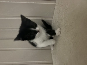 Süße Kitten Bild 6