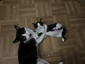 Süße Kitten Bild 5