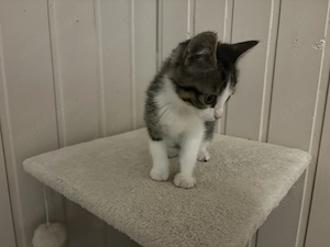 Süße Kitten Bild 4