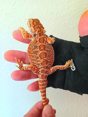 Farbbartagame