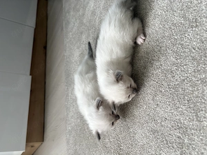 Heilige Birma   nur noch 1 Mädchen frei! 