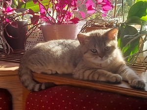 Bildhübsche BKH-Kitten reinr. mit Stammbaum 