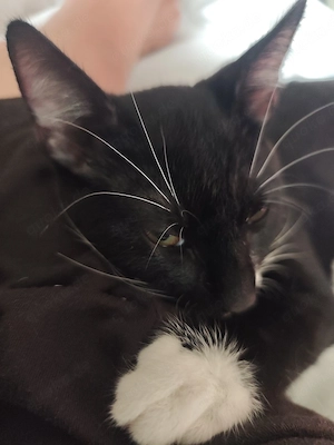 Jungkater Loki sucht ein liebevolles Zuhause 