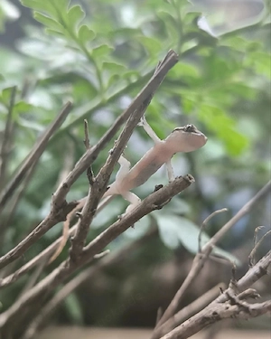 jungferngecko Geckos Gecko Zwerggecko Reptil lugubris 
