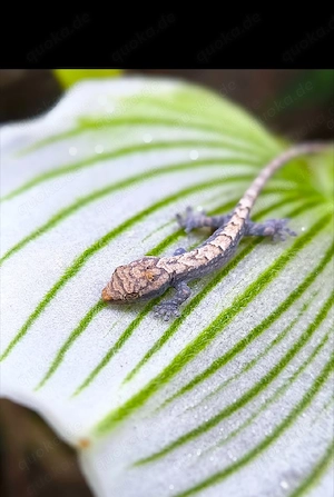 jungferngecko Geckos Gecko Zwerggecko Reptil lugubris 