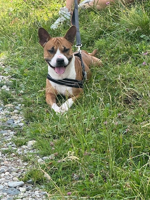 Luigi sucht neues Zuhause 