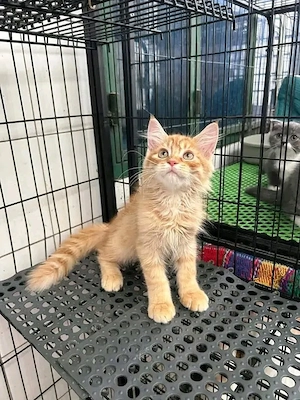 Maine-Coon-Kätzchen sozialisieren