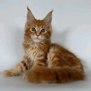 Kräftige und aktive männliche Maine-Coon-Kätzchen