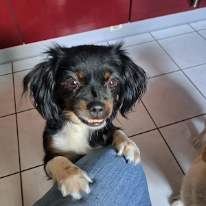IN DEUTSCHLAND Mini Pekinese Hündin 2j 4kg 
