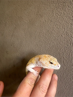 pied sunfire radar leopardengecko 