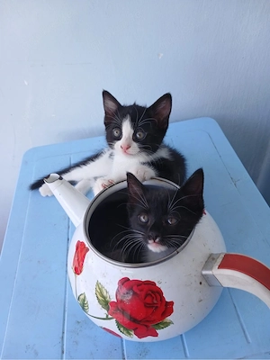 bombay katzen 