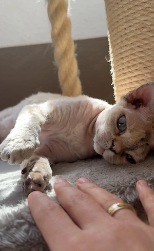 Devon Rex Katze mit Bulldog-Face